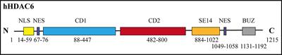 Histone deacetylase 6’s function in viral infection, innate immunity, and disease: latest advances